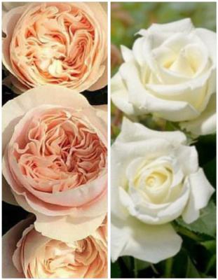 Набор роз "Воздушная акварель" 2 саженца