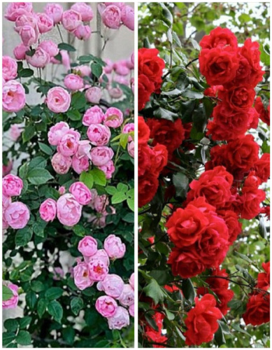 Набор роз "Поющие в терновнике" 2 саженца