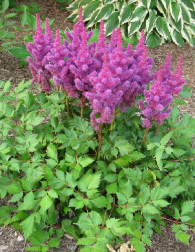 Астильба Аметист ASF