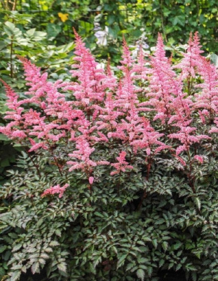 Астильба Ки Уэст ASF