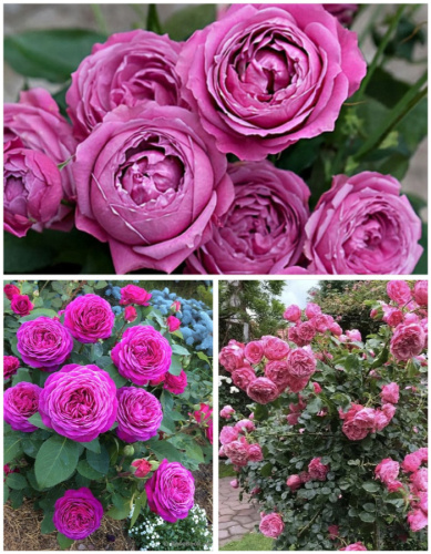 Набор роз "Марсианка" 3 саженца