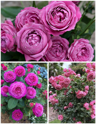 Набор роз "Марсианка" 3 саженца