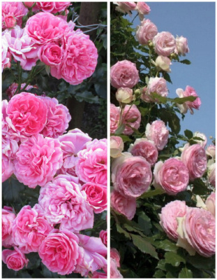 Набор роз "Между вымыслом и снами" 2 саженца