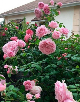 Роза кустовая Спирит оф Фридом 1 шт