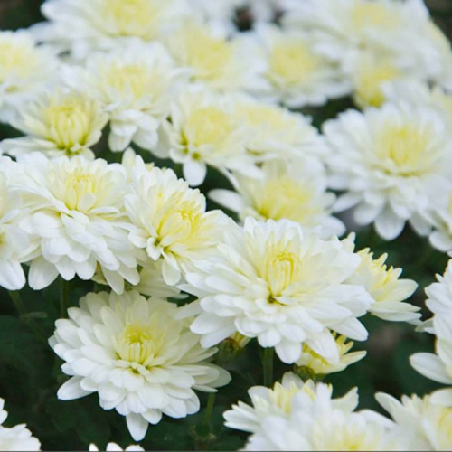 Хризантема Гари Хоек вайт ASF 1 шт Р9