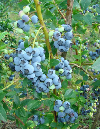 Голубика высокорослая Бонус 1 шт