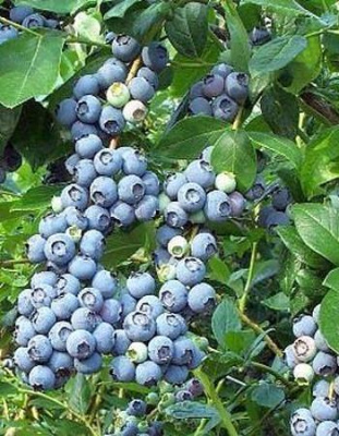 Голубика низкорослая Путте 1 шт