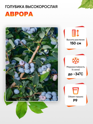 Голубика высокорослая Аврора 1 шт