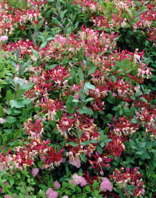 Жимолость декоративная Белгика Селект 1 шт Р9