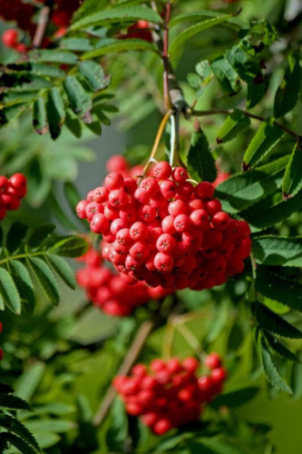 Рябина Алая крупная 1 шт