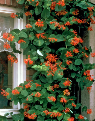 Жимолость декоративная Брауна Дропмор Скарлет 1 шт Р9