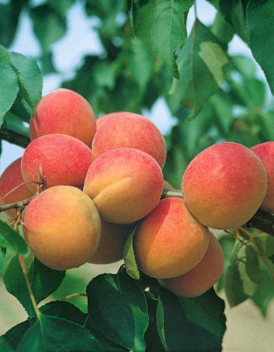 Абрикос Августин