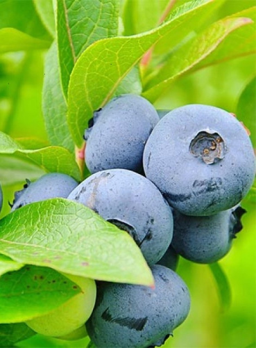 Голубика высокорослая Гурон 1 шт