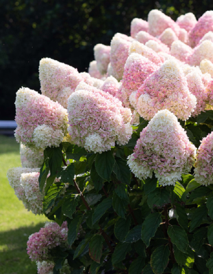 Гортензия метельчатая Саммер Лав 1 шт Р9