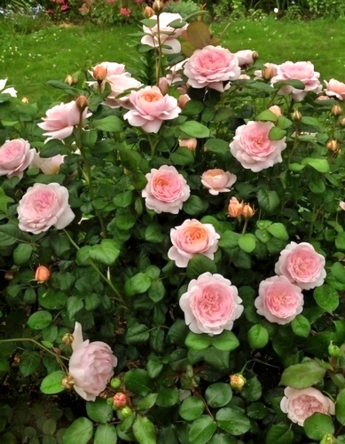 Роза английская Квин оф Свиден (Королева Швеции) 1 шт