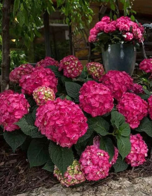 Гортензия крупнолистная Эндлесс Саммер Лав ASF 1 шт Р9