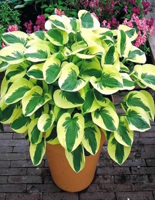 Хоста Брим кап