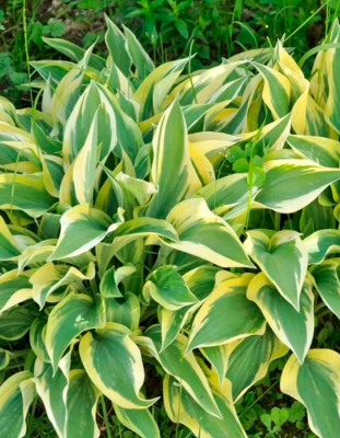 Хоста Лейксайд Дрэгонфлай