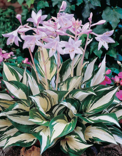 Хоста Огонь и Лед