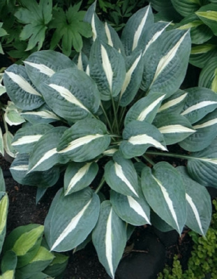 Хоста Пин-Ап