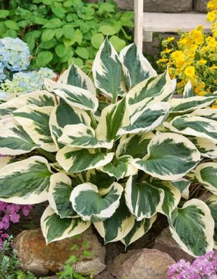 Хоста Патриот