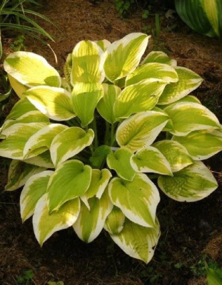 Хоста Дельта Дон