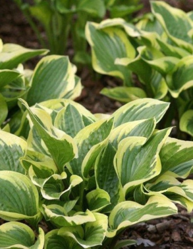 Хоста Квин Джозефин