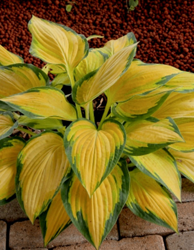 Хоста Оранж Мармелад