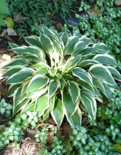 Хоста Волверайн