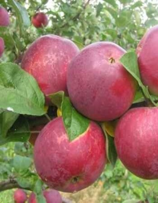 Подвой Яблоня 62-396