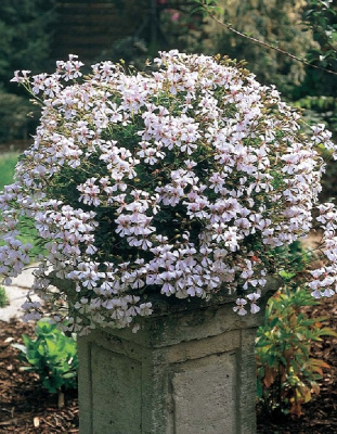 Пеларгония плющелистная ампельная Кристал Квин F1 Вайт 5 шт