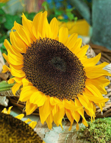 Подсолнечник Кондитерский (УД) 5гр.цв.п.