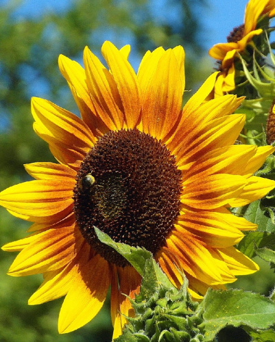 Подсолнечник Диво Дивное (УД) 5 гр цв.п.