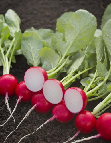 Редис Весеннее чудо (УД) 2 гр цв.п.