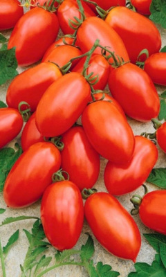 Томат Клавдия (УД) 20 шт цв.п