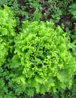 Салат Орфей (УД) 0,25 гр цв.п