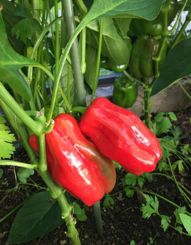 Перец сладкий Болгарский 79 (УД) 20 шт