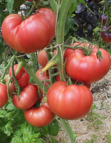 Томат Любовь Земная F1 (УД) 12 шт. цв.п.