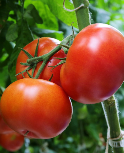 Томат Бифштекс-мясистого типа (УД) 20 шт цв.п