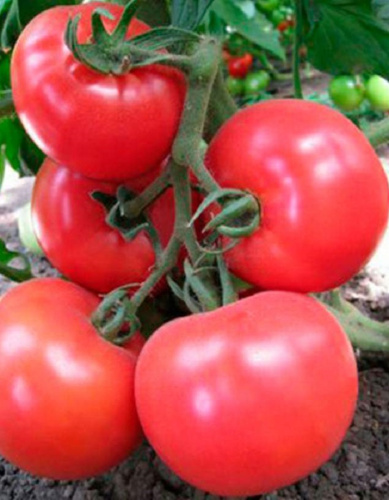 Томат Малинка (УД) 20 шт. цв.п.