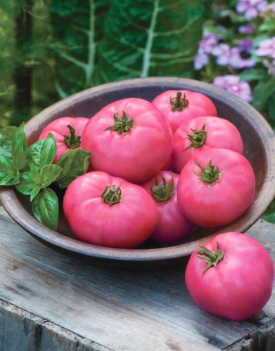 Томат Знатный Толстяк F1 (УД) 12 шт цв.п