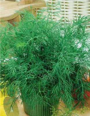 Укроп Дукат ароматный (УД) 2 гр цв п