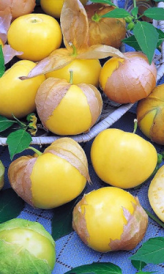 Физалис Королек (УД) 20 шт цв п