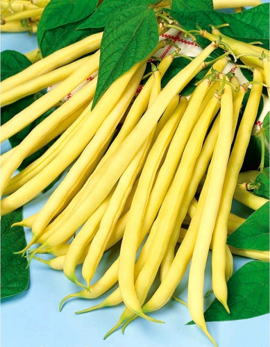 Фасоль сахарная Клавдия® (УД) 10 шт цв п