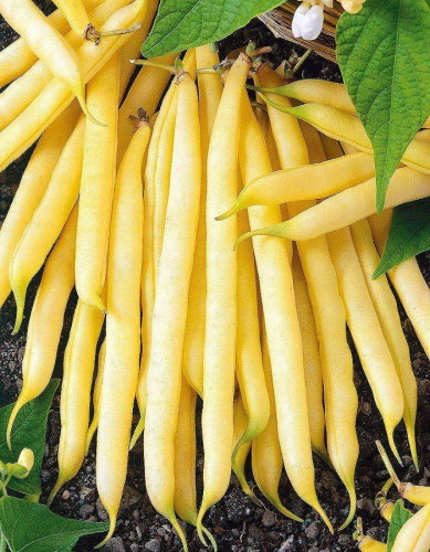 Фасоль Масляный король - спаржевая (УД) 10 шт цв п