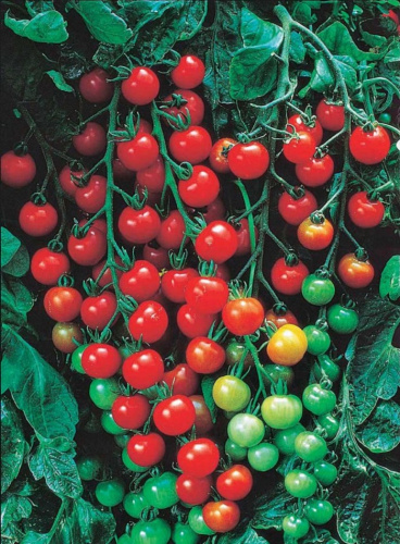 Томат Свит Черри F1 (УД) 20 шт цв п