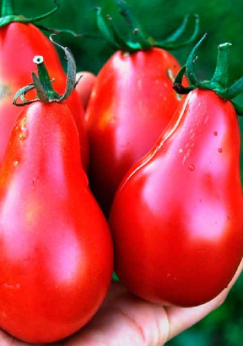 Томат Сибирская груша розовая (УД) 20 шт цв.п