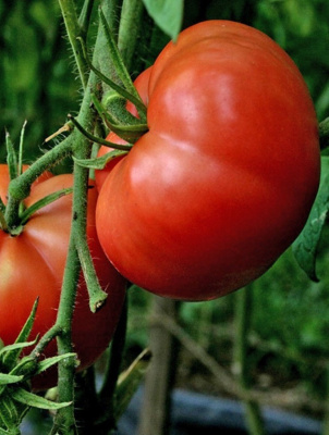 Томат Алтайский Красный (УД) 20 шт цв.п