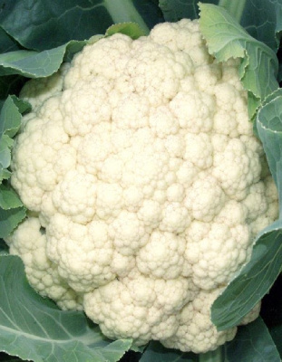 Капуста цветная Сливочный пломбир (УД) 0,2 гр цв п