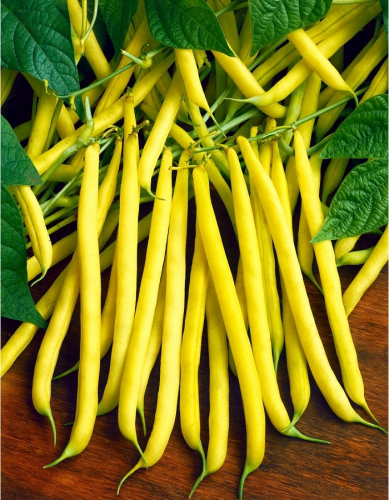 Фасоль Уральский дачник - овощная (УД) 10 шт цв п